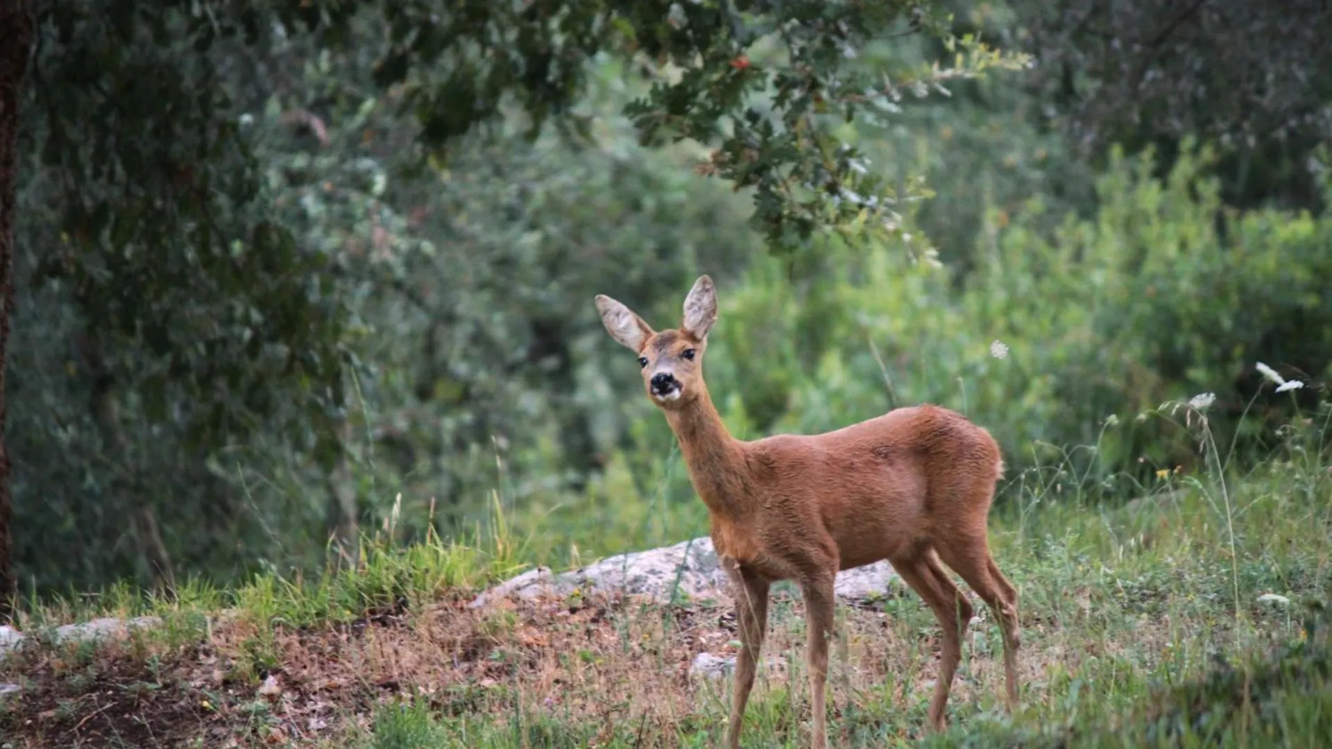 Séjour à la ferme Poggio Diavolino - Suvereto