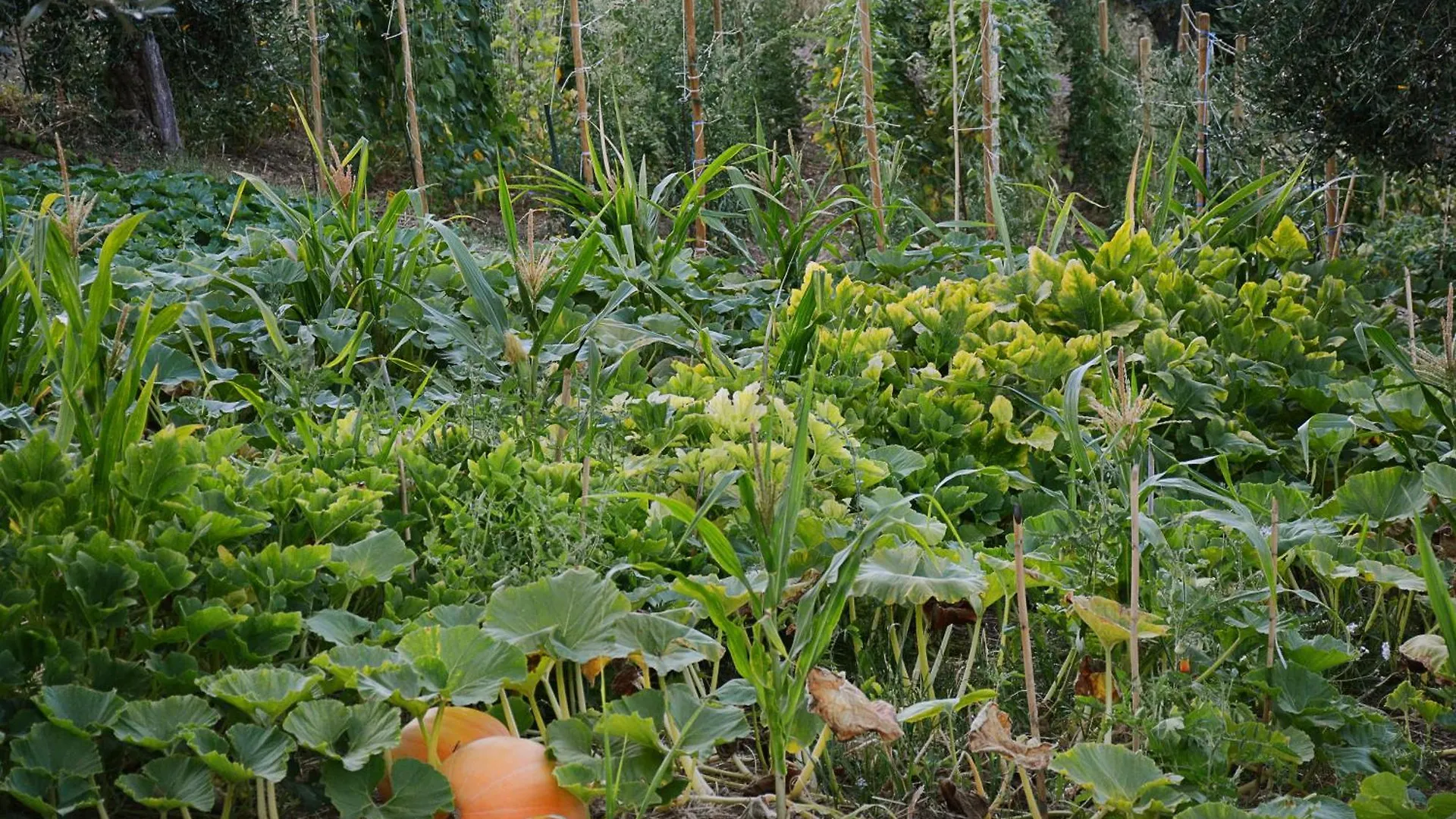 Poggio Diavolino - Suvereto Séjour à la ferme