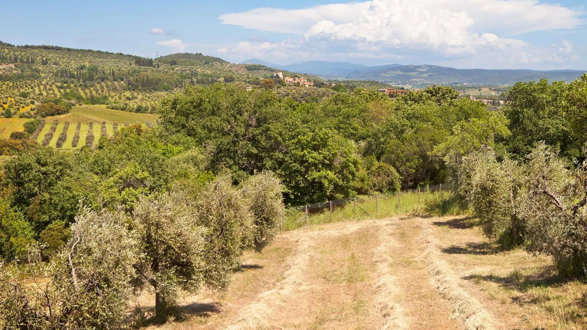 Poggio Diavolino - Suvereto