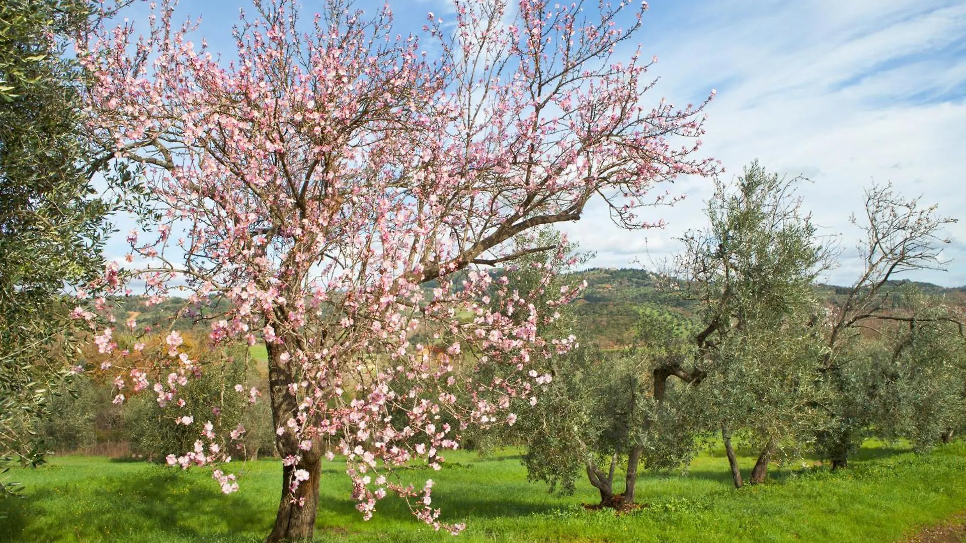 Poggio Diavolino - Suvereto