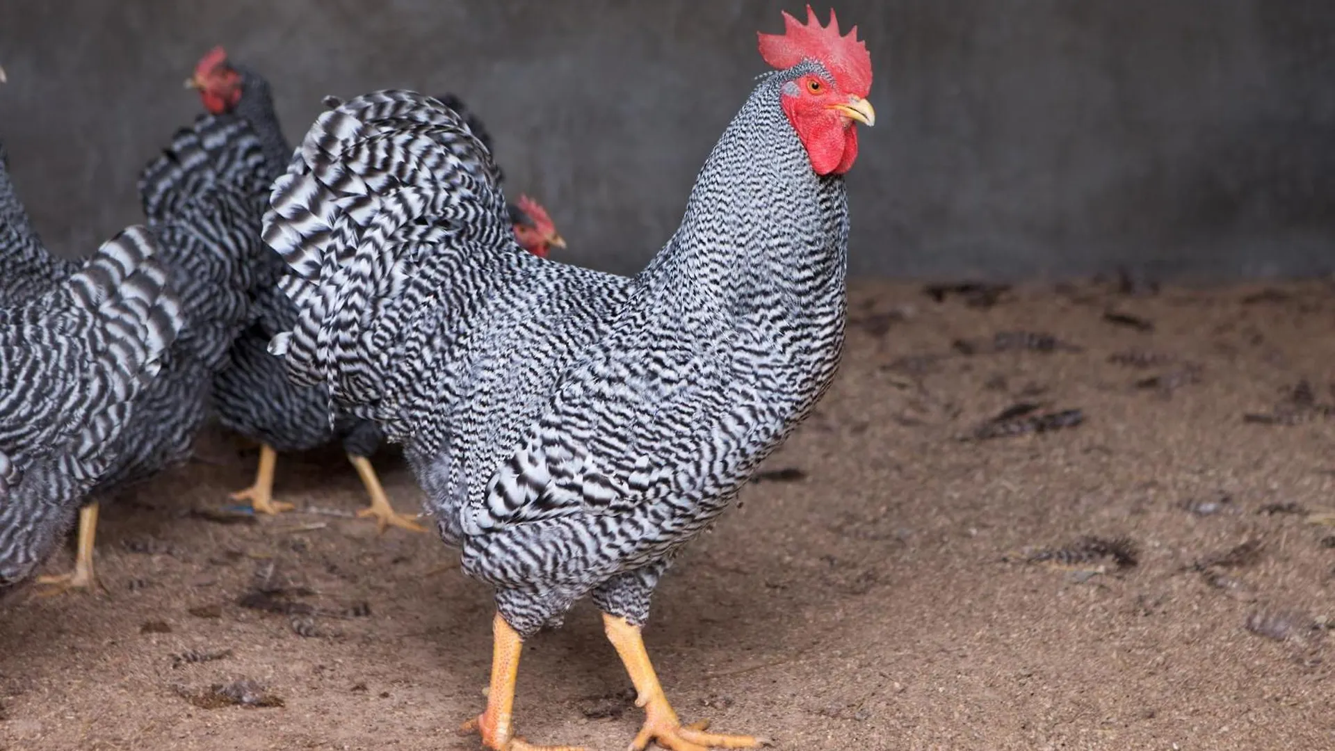 Poggio Diavolino - Suvereto Séjour à la ferme