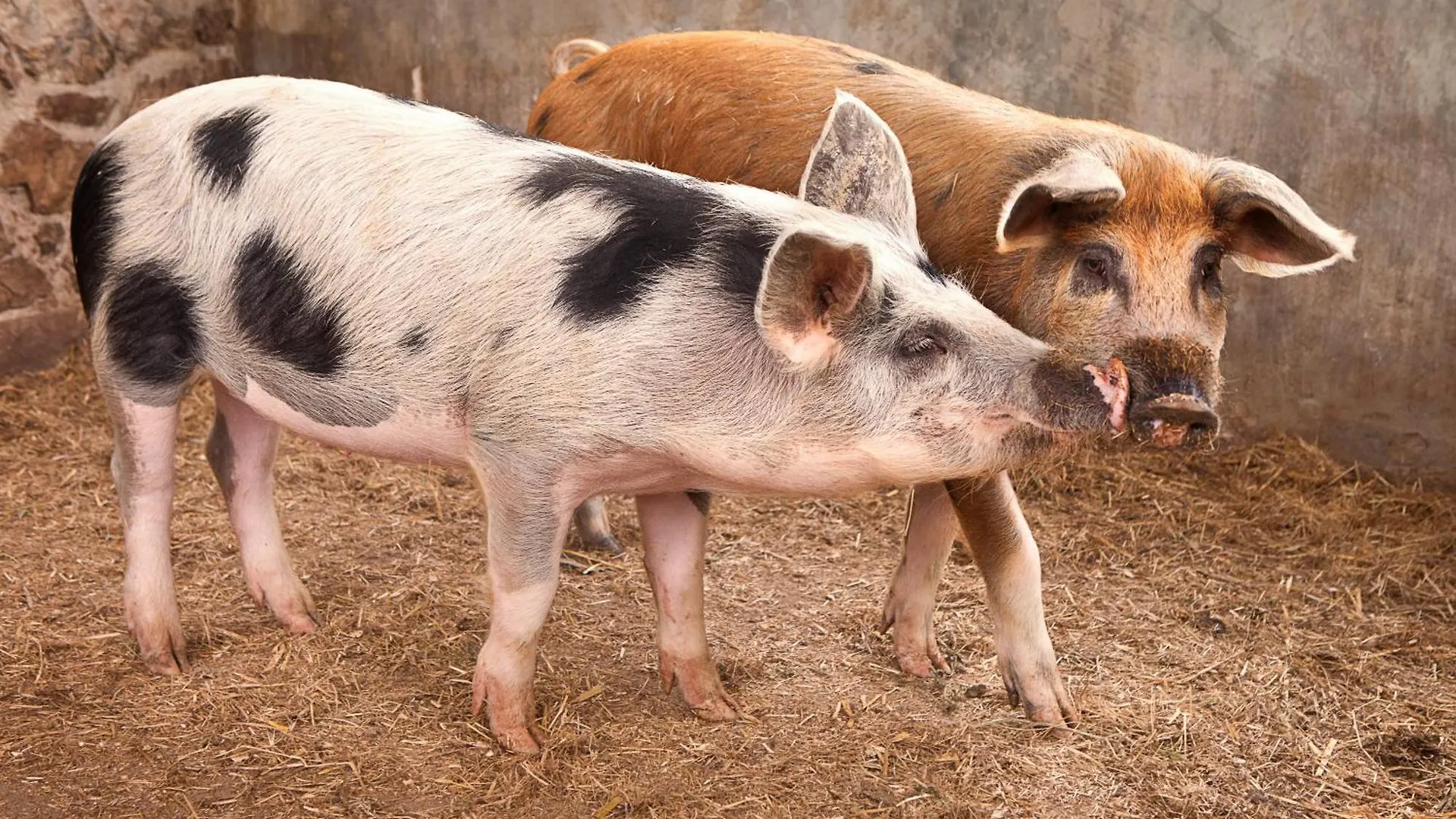 Séjour à la ferme Poggio Diavolino - Suvereto Italie